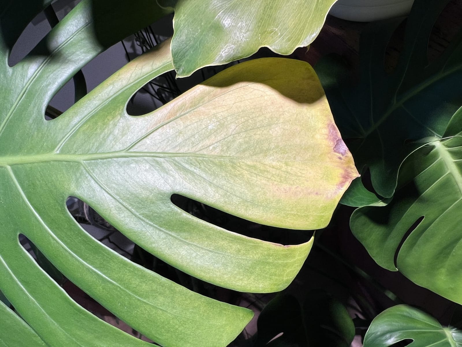 A monstera leaf turning pale yellow with brown along one edge