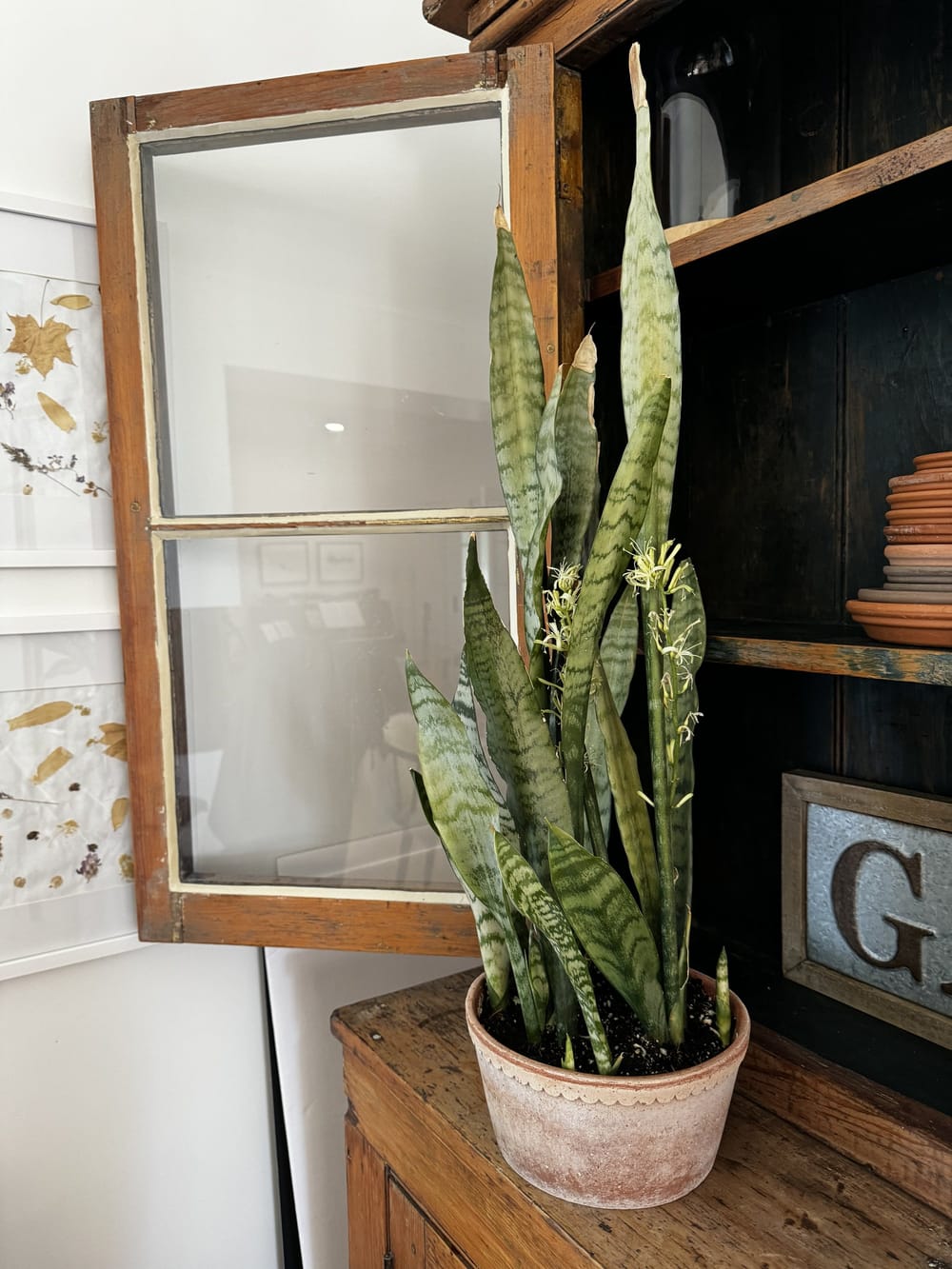 A tall snake plant in a terracotta pot on a wooden cabinet