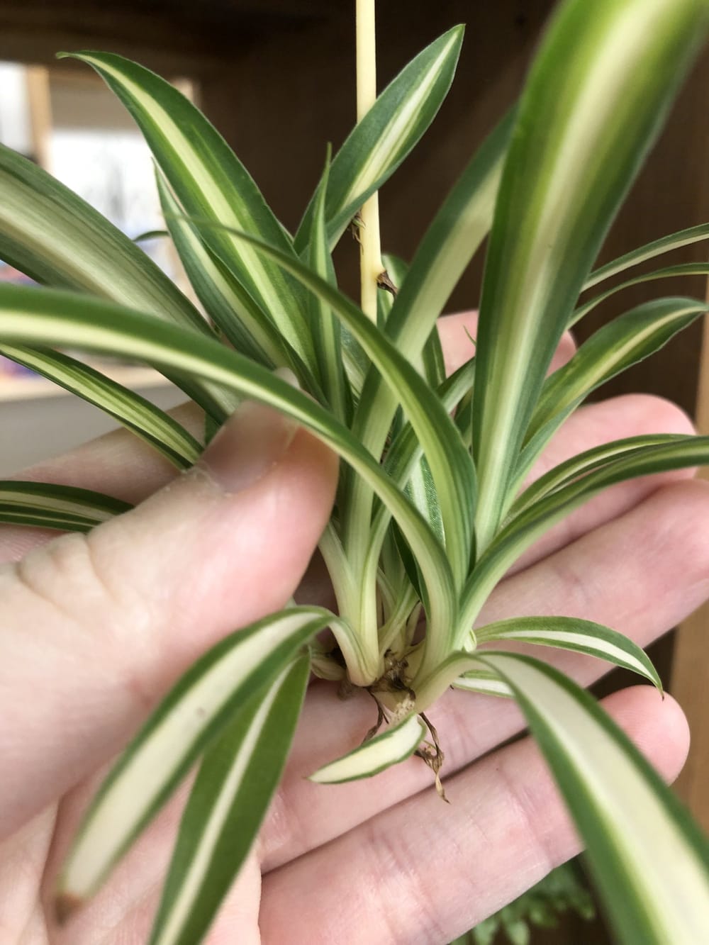 A spider plant baby with cream-striped leaves held in an open hand