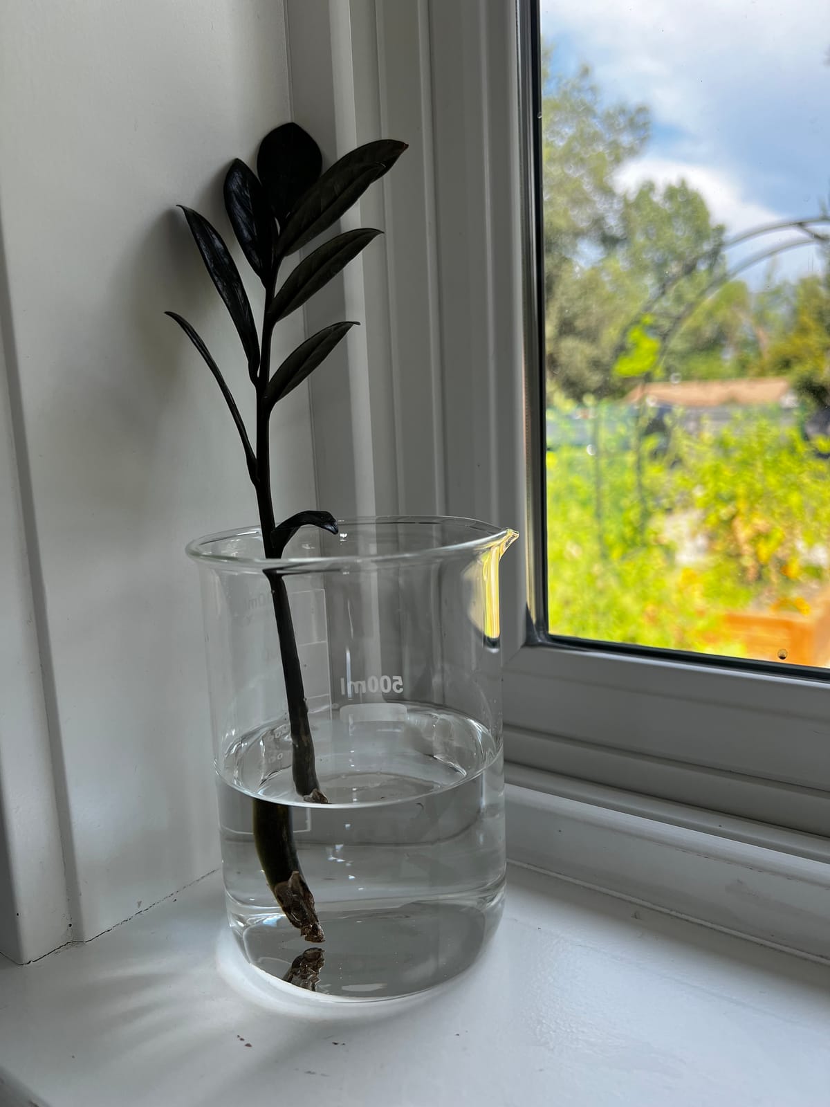 A ‘Raven’ ZZ plant stem rooting in a glass of water on a windowsill