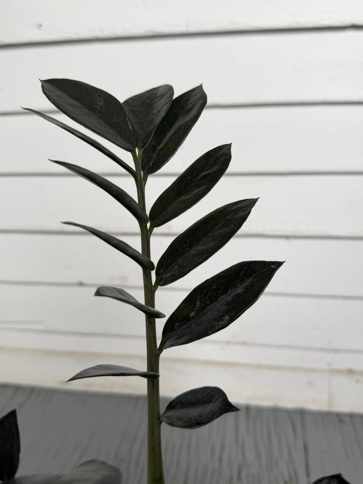 A ‘Raven’ ZZ plant stem with glossy, nearly black leaves