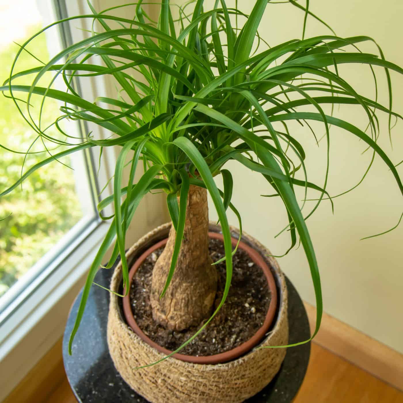 Ponytail palm