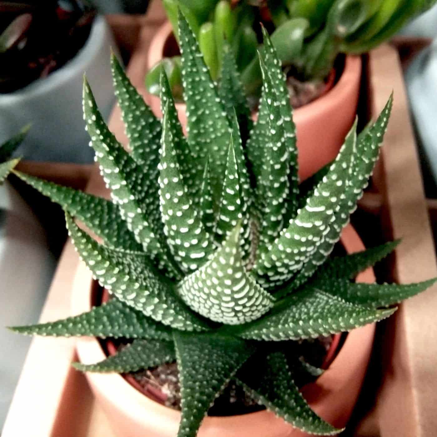 Haworthia